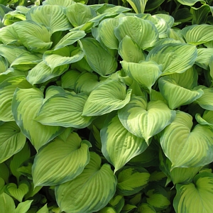 Hostas Bare Root Guacamole